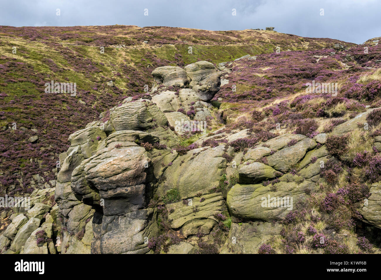 Die raue Landschaft am Rande des Kinder Scout im Sommer. Heidekraut und Felsen über Grindsbrook Clough, Alfreton, Derbyshire, England. Stockfoto