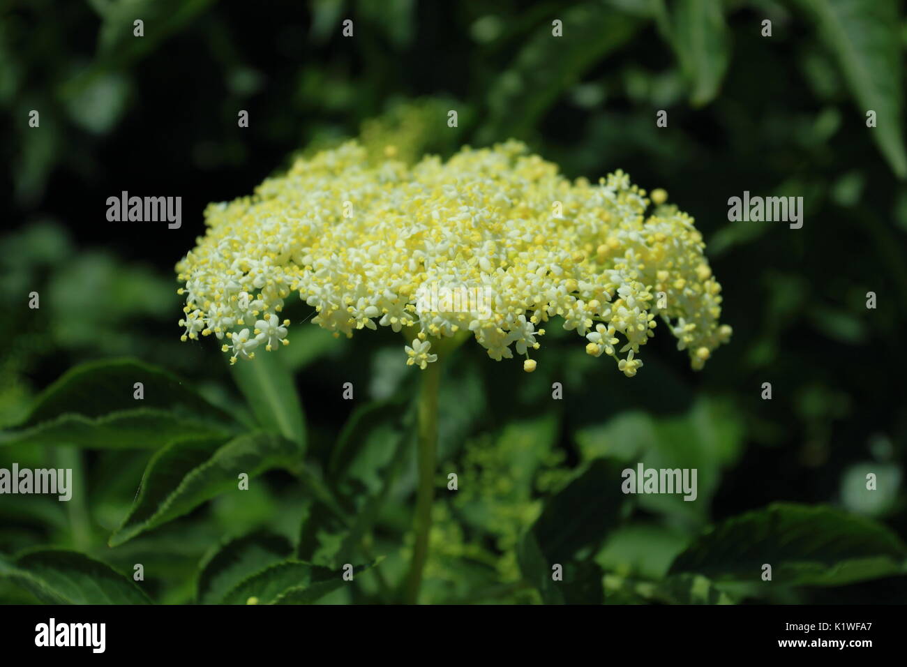 Schwarzer Holunder Blutenknospen Im Sommer Bluhende Holunder