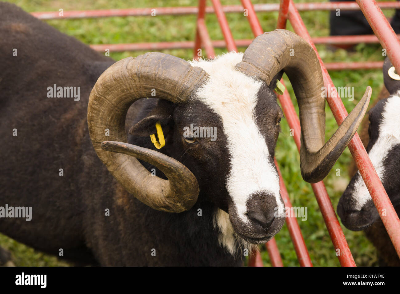 Balwen Welsh Mountain Schafe ram eine seltene Rasse mit der markanten schwarzen Mantel und weiße Blesse aus dem tywi (towy) Tal von Wales Stockfoto