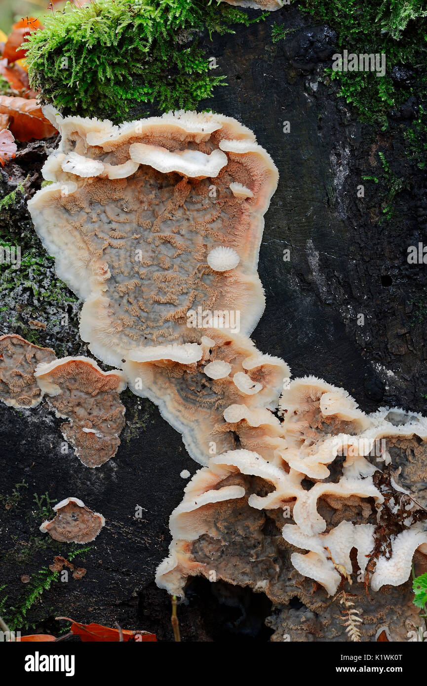 White-Rot Pilz, Nordrhein-Westfalen, Deutschland/(Merulius tremellosus, Phlebia tremellosa) | Gallertfleischiger Faeltling, Nordrhein-Westfalen Stockfoto
