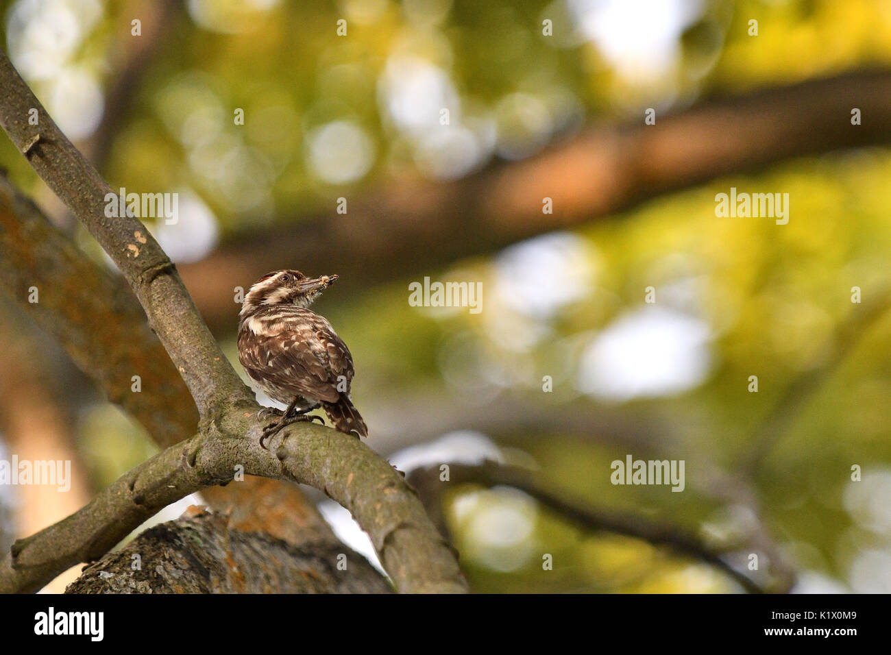Sunda pygmy Specht auf der Suche um die umliegenden für jede Bedrohung sicher, bevor sie in seinem Baum Loch sicherzustellen Stockfoto