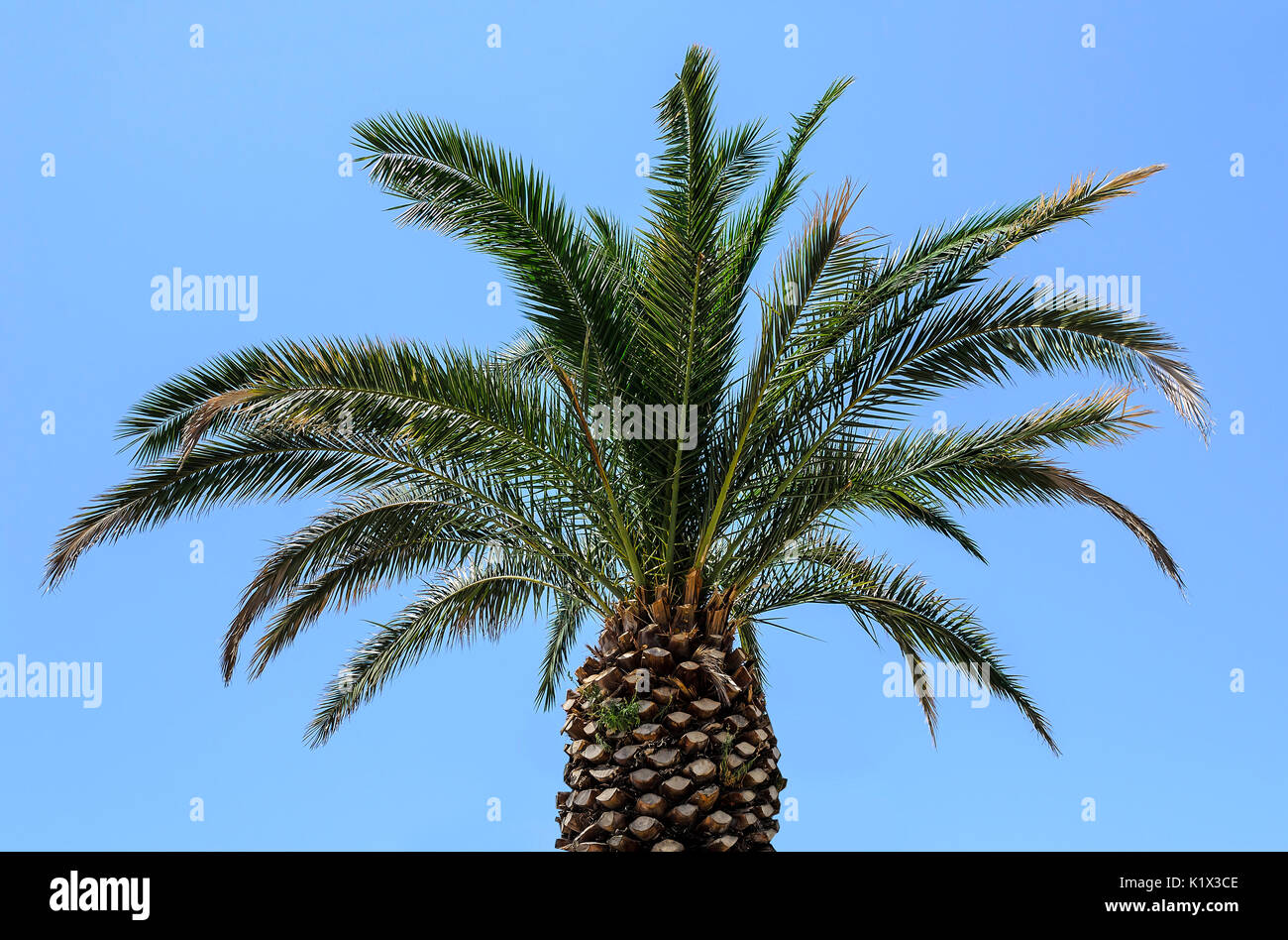 Palm gegen den Himmel. Stockfoto