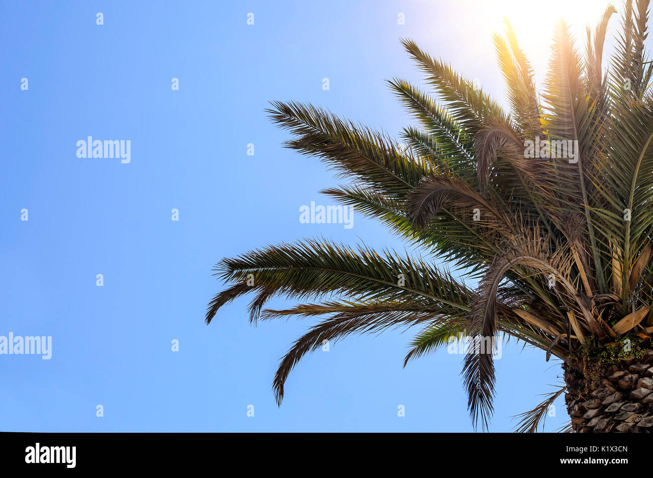 Palm gegen den Himmel. Stockfoto