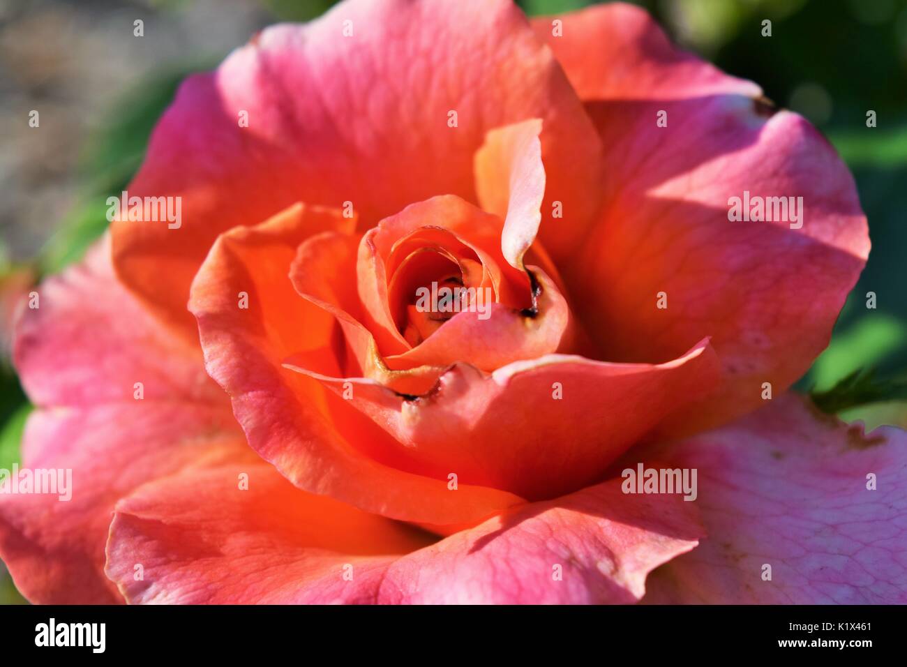 Nahaufnahme von rosa Rose Stockfoto