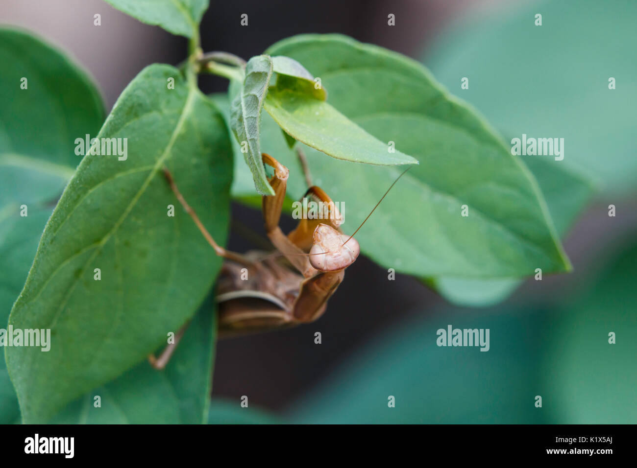 Eine braune Gottesanbeterin kriecht über eine begrünte Anlage. Stockfoto