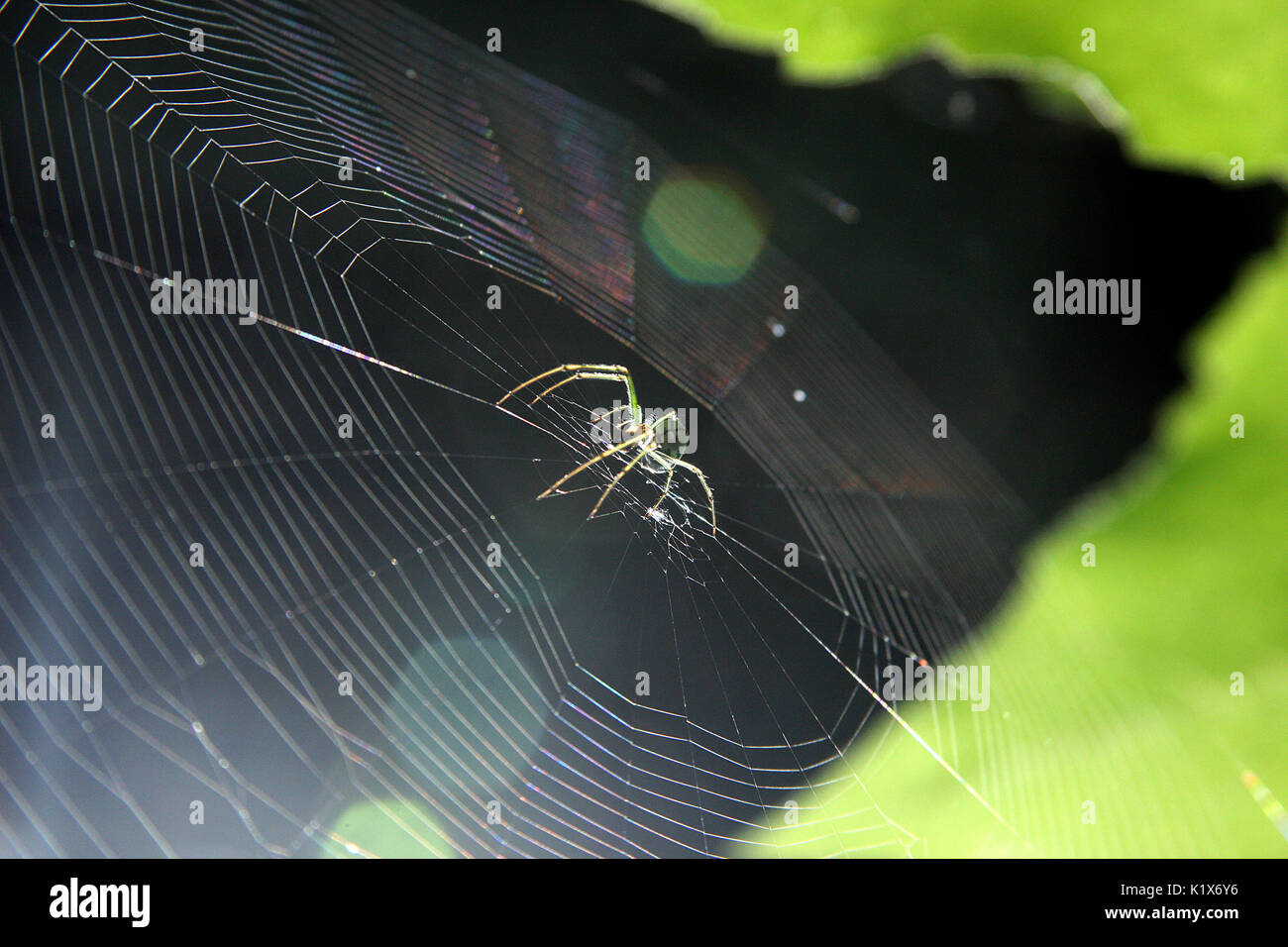 Spinne in der Mitte seiner perfekten Web Stockfoto