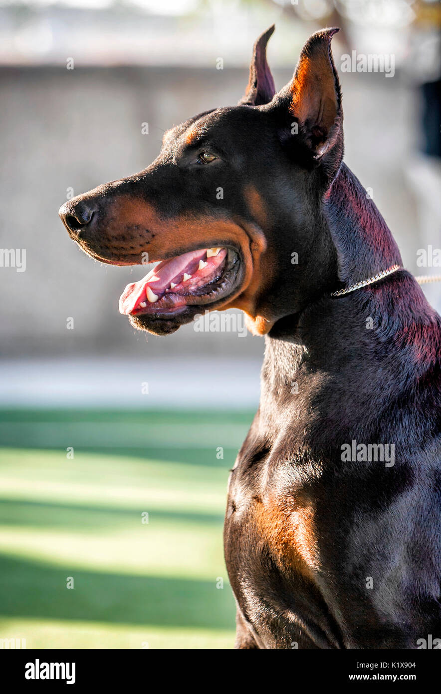 Dobermann Portrait, reinrassigen Hund Stockfoto