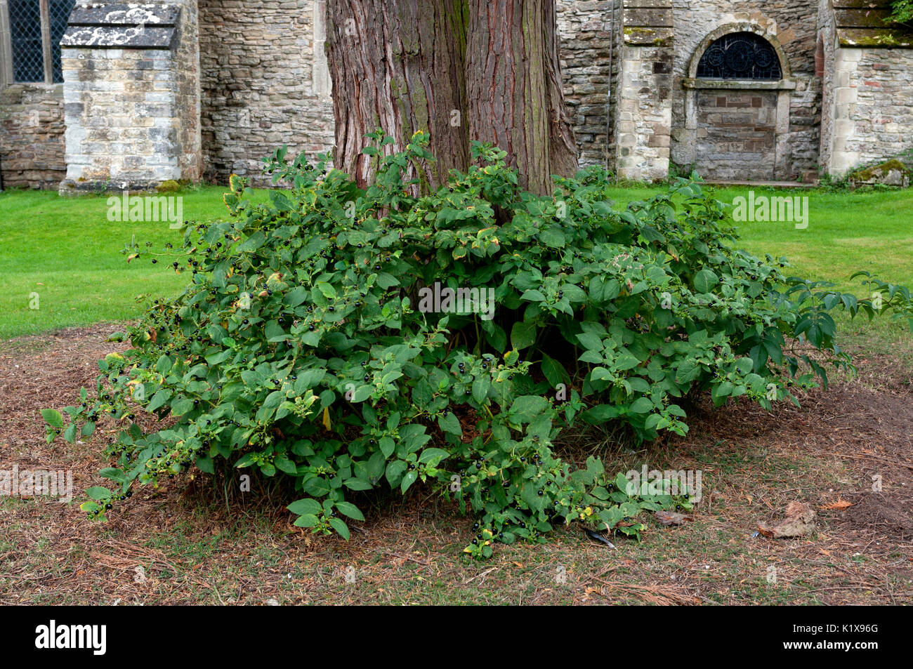 Tollkirsche (Atropa belladonna) Pflanze wachsen in einem Kirchhof, Großbritannien Stockfoto