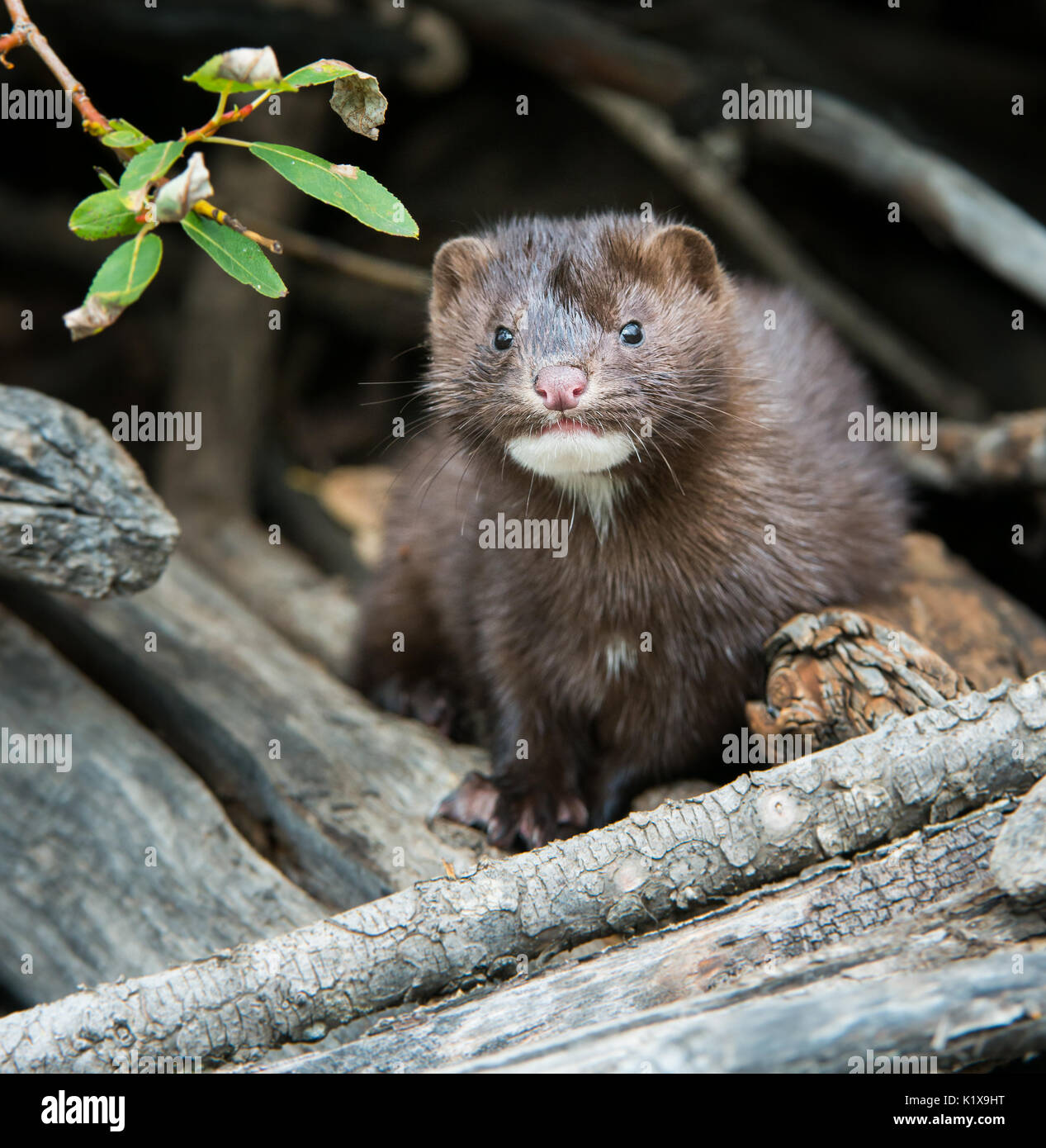Baby weasel -Fotos und -Bildmaterial in hoher Auflösung – Alamy