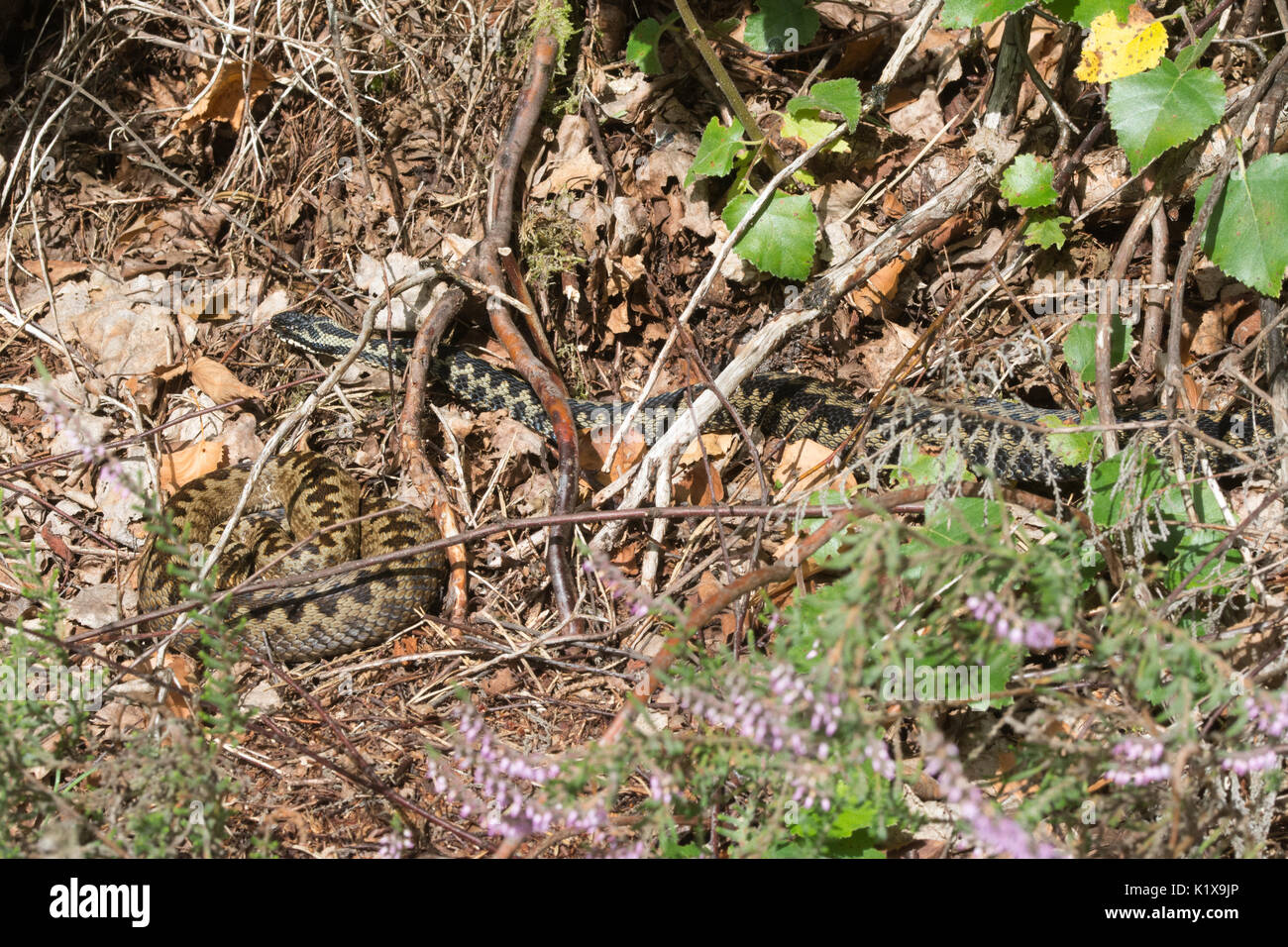 Zwei Addierer (Vipera berus), ein Männchen und ein Weibchen, im natürlichen Lebensraum in Surrey, Großbritannien sonnt Stockfoto