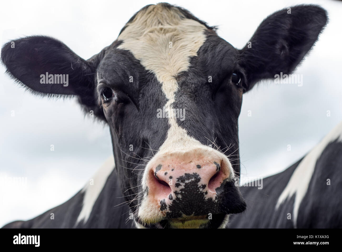 Eine Nahaufnahme von einem schwarzen und weißen Milchkuh in einem Feld Stockfoto