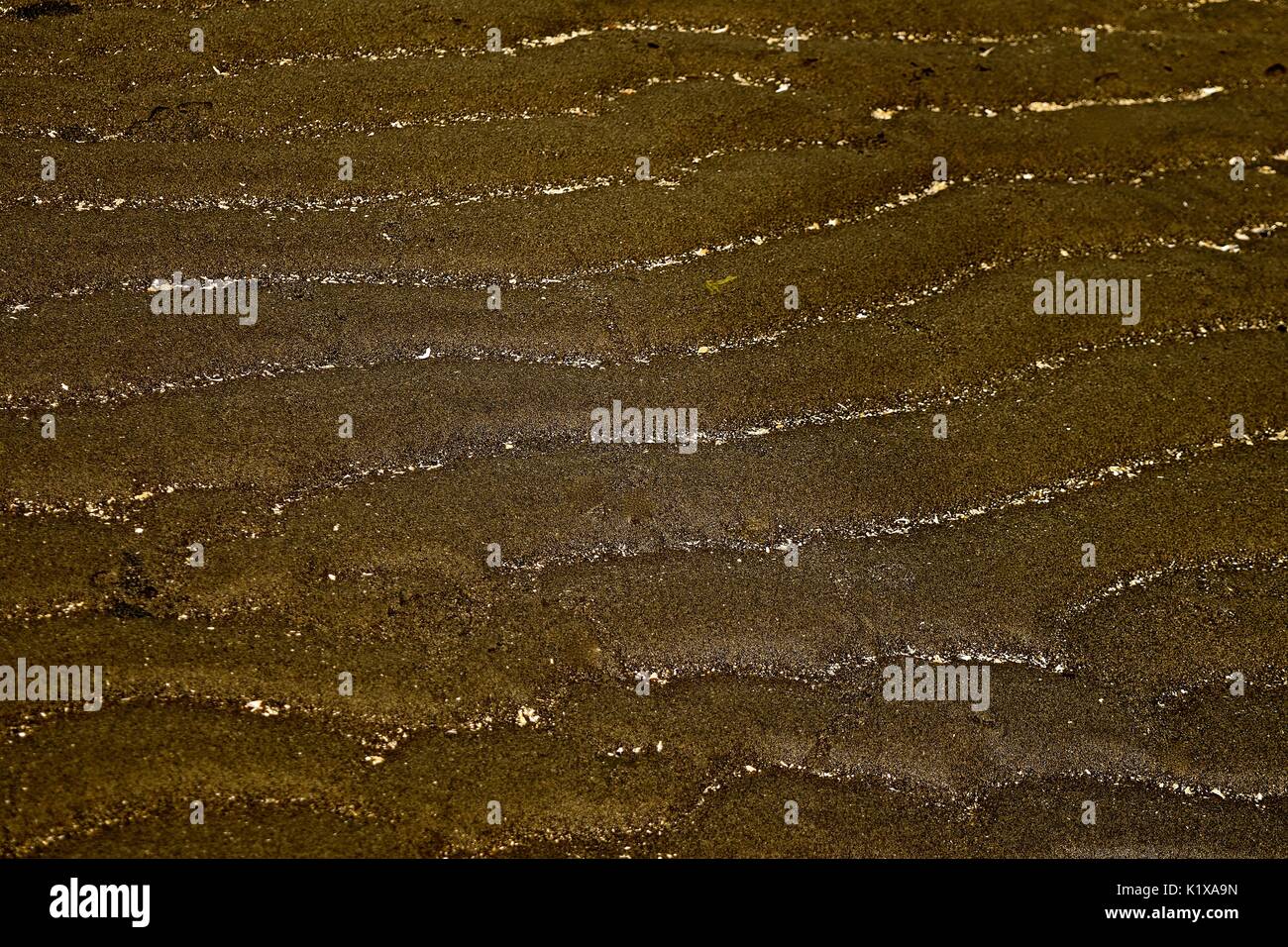 Ebbe am Puget Sound offenbart viele Dinge, die normalerweise unter Wasser verborgen. sand Markierungen von Ebbe und Flut am Strand. Stockfoto