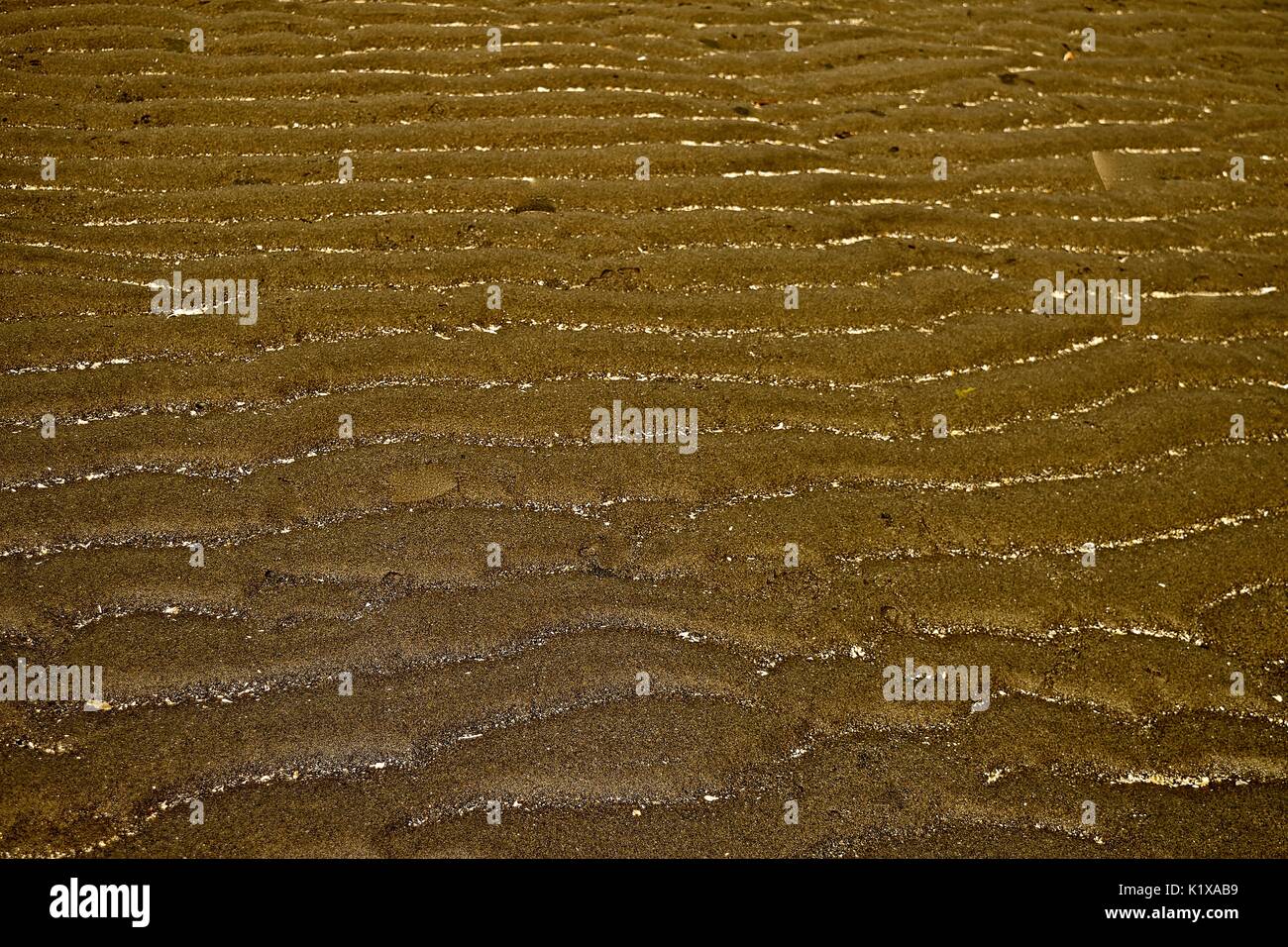 Ebbe am Puget Sound offenbart viele Dinge, die normalerweise unter Wasser verborgen. sand Markierungen von Ebbe und Flut am Strand. Stockfoto