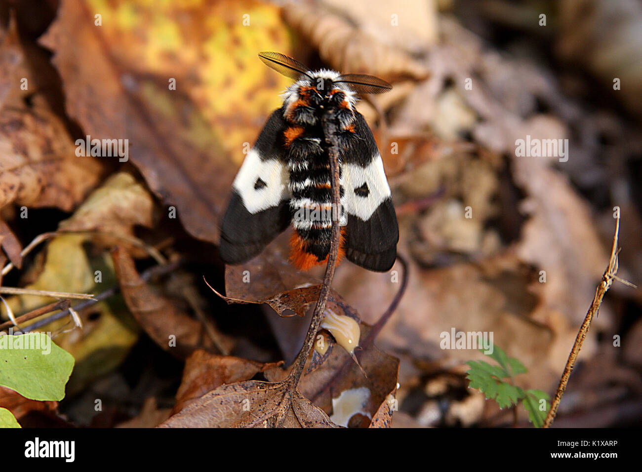 Bunte Fellmotte in Virginia, USA Stockfoto