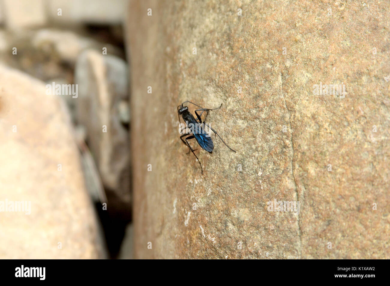 Blaue Schlamm Dauber Wasp Stockfoto