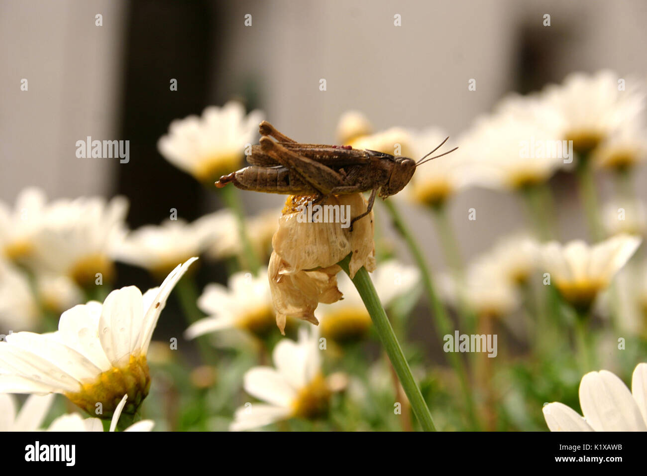 Heuschrecken auf Blume Stockfoto