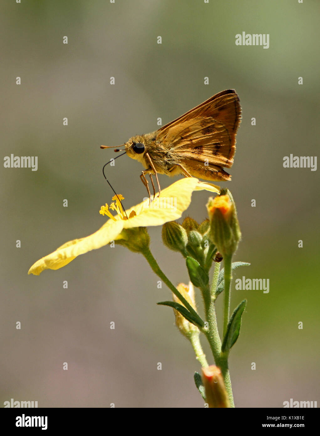 Fiery skipper Bestäubung piriqueta Wildflower Stockfoto