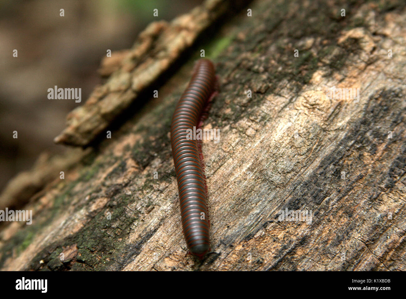 Tausendfüßler kriechen auf Baumstamm Stockfoto