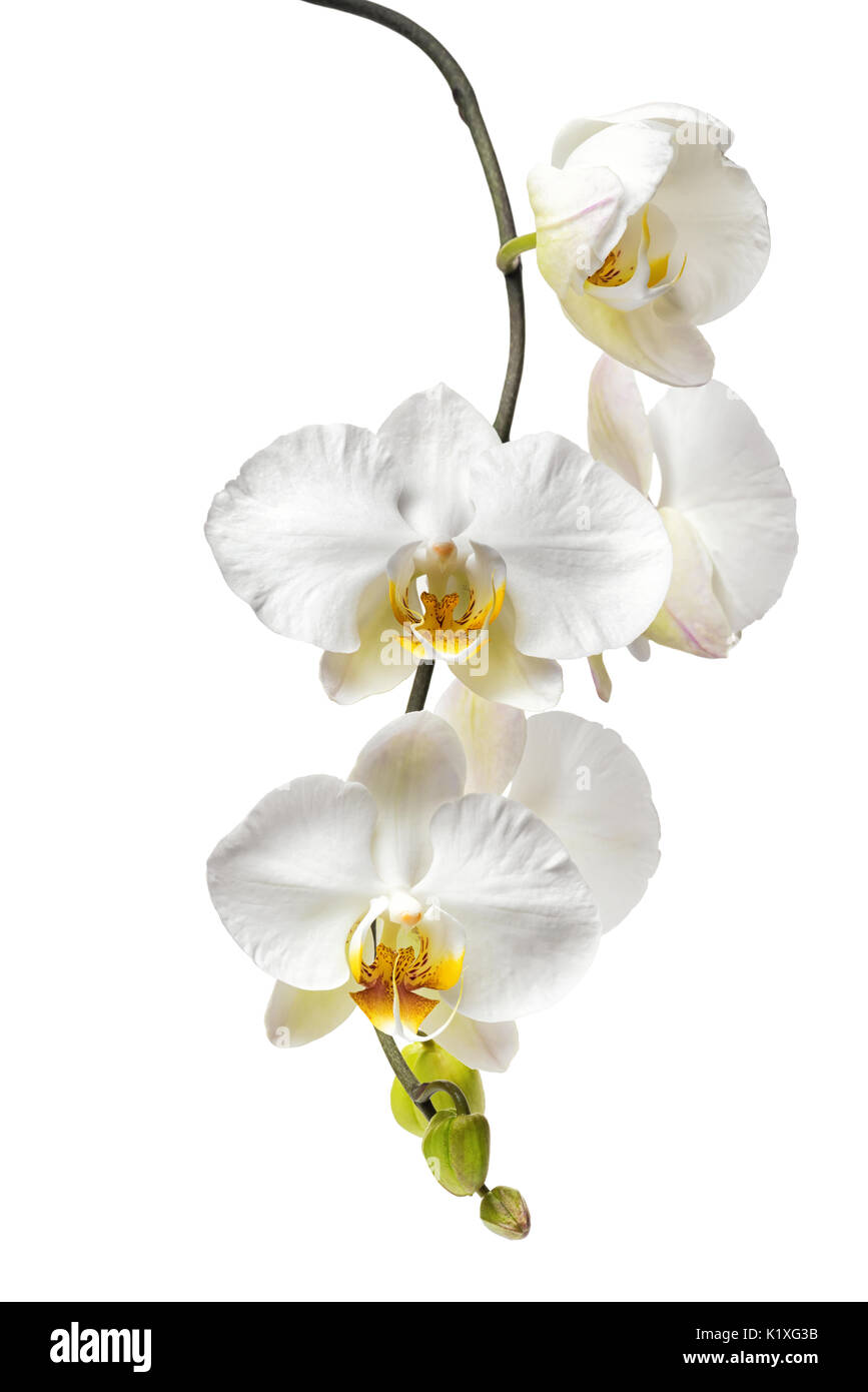 Blühende schöne weiß mit gelber Orchidee, Phalaenopsis auf weißem Hintergrund, in der Nähe Stockfoto