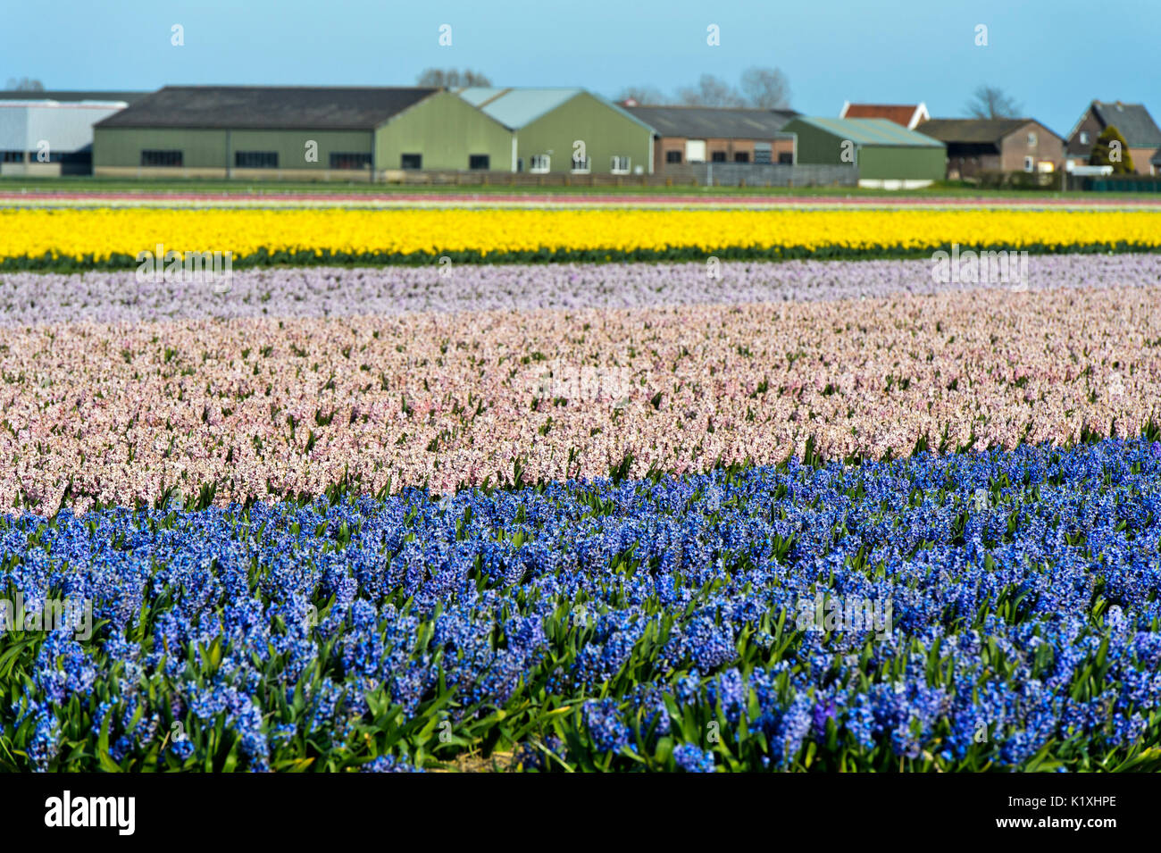 Anbau von Rosa und Blau Hyazinthen in den Bollenstreek Gegend in der Nähe von Noordwijkerhout, Niederlande Stockfoto