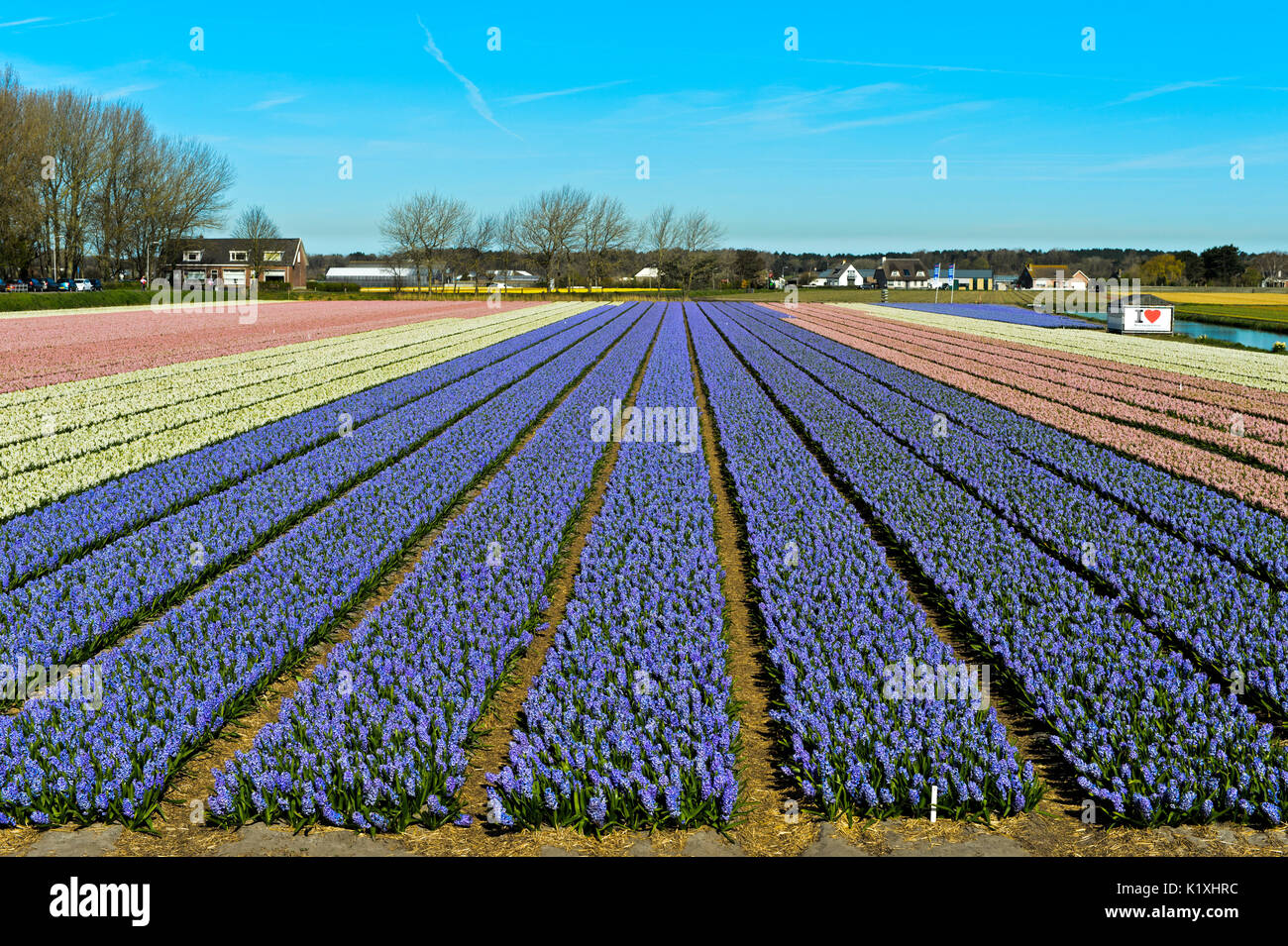 Anbau von blauen Hyazinthen für die Produktion von Blumenzwiebeln in den Bollenstreek, Noordwijkerhout, Niederlande Stockfoto