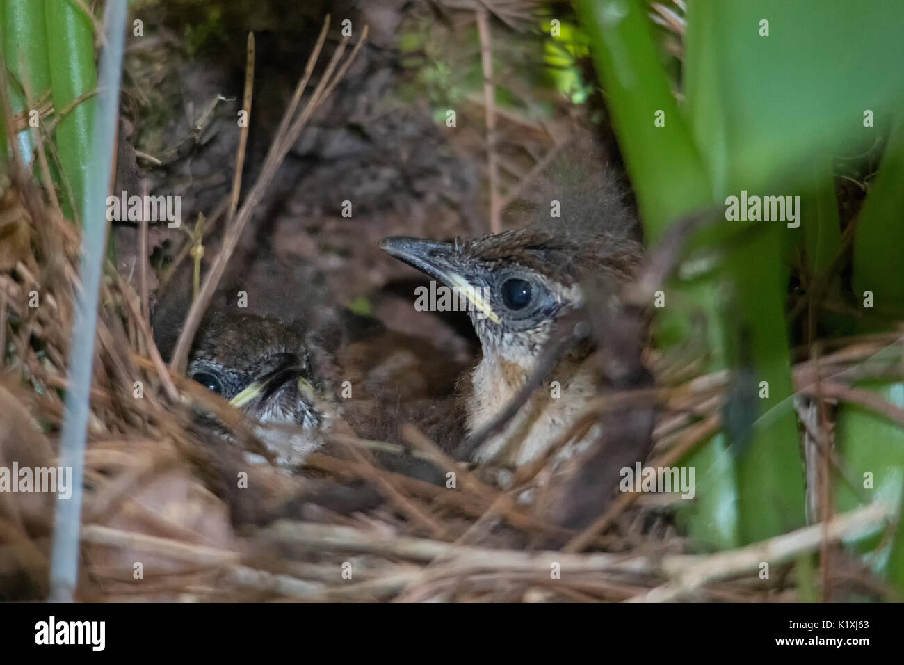 Carolina Wren baby Vögel warten auf das Essen in einem Topf Nest Stockfoto