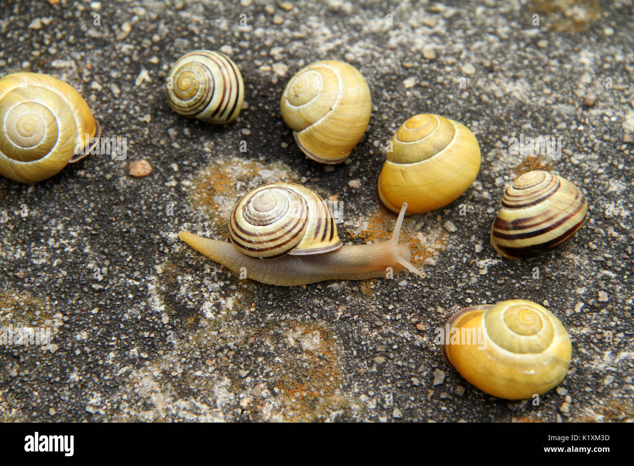 Gruppe von verschiedenen mittleren Schnecken kriechen auf einem Felsen Stockfoto