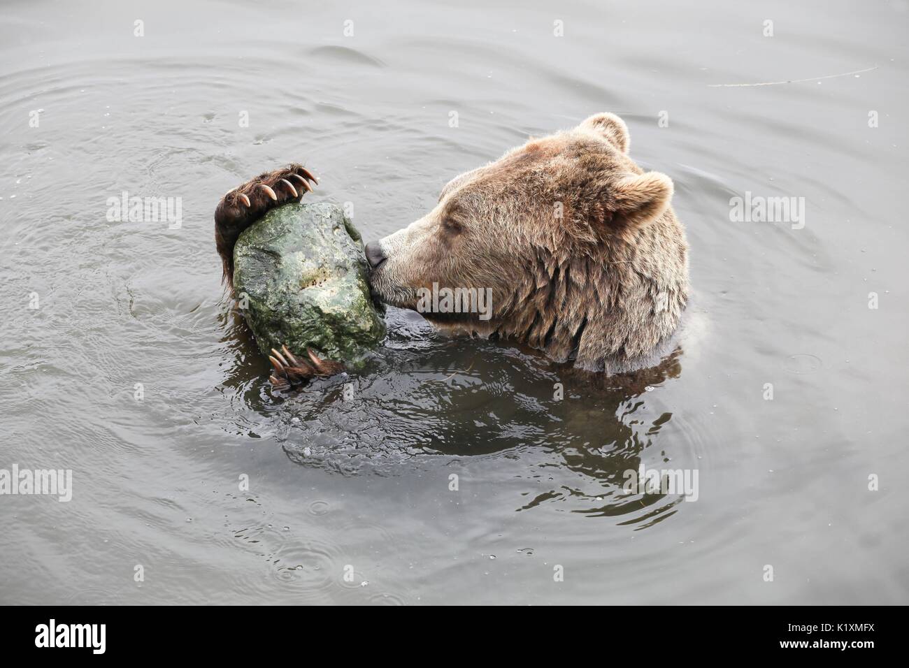 Brauner Bär Spielen im Wasser mit einem Stein Stockfoto