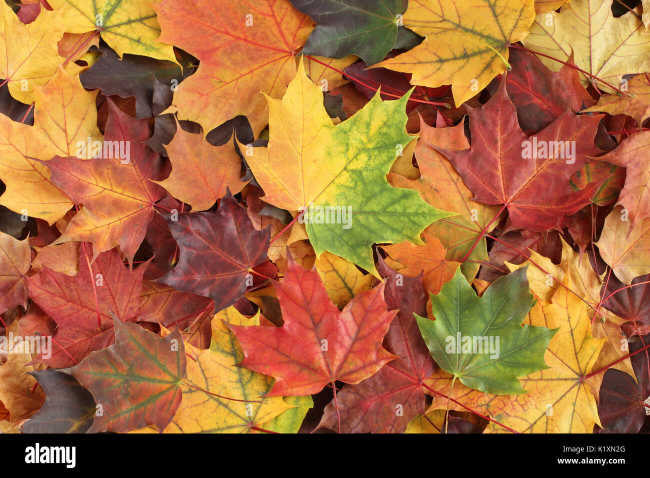 Herbst Hintergrund - gelb, grün, orange, lila und rote Ahornblätter getrocknet Stockfoto