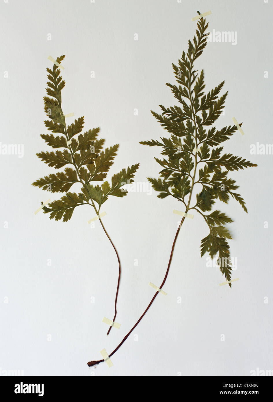 Ein herbarium Blatt mit dem Farn Asplenium adiantum nigrum, Schwarzer  spleenwort, Familie Aspleniaceae Stockfotografie - Alamy
