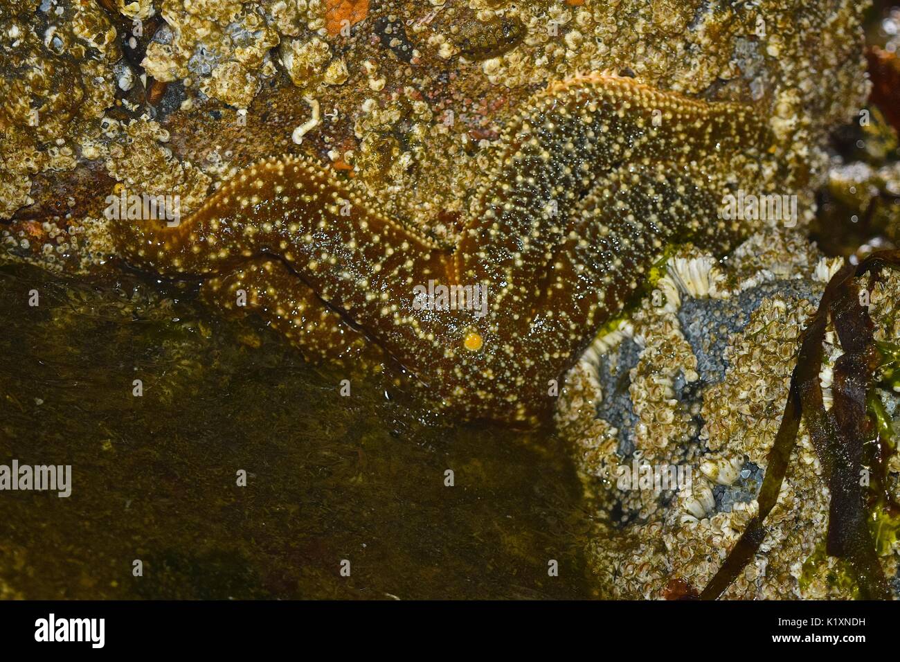 Ebbe am Puget Sound offenbart Meeresboden Stadtbewohner wie diese Seesterne. Stockfoto