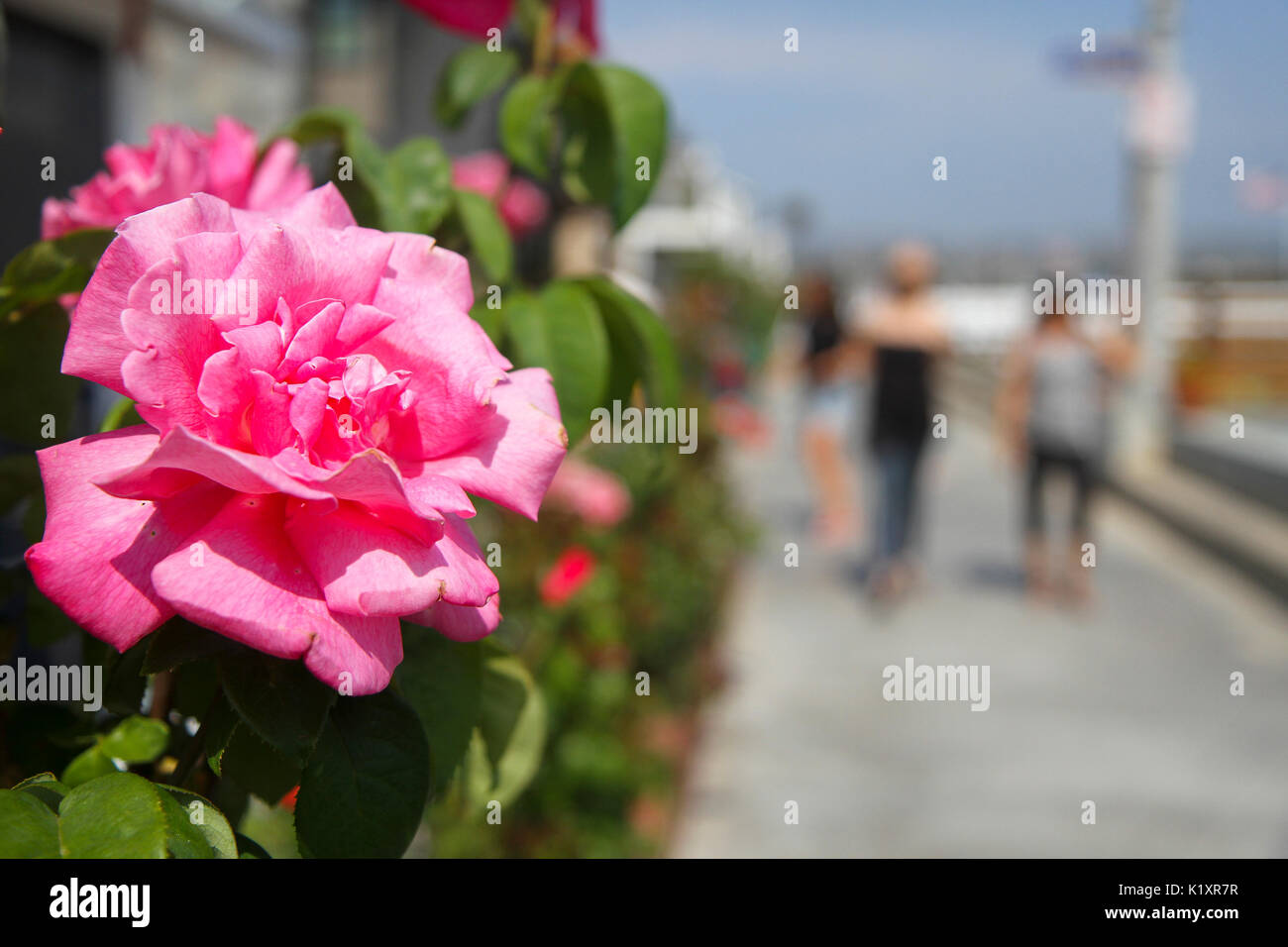 Eine Blume auf Balboa Island, Newport Beach, Orange County, Kalifornien, USA Stockfoto