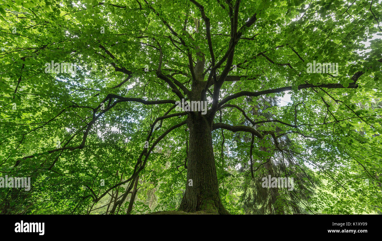 Mächtige alte Baum im Wald, Ausgaben Schatten in der Hitze des Sommers Stockfoto