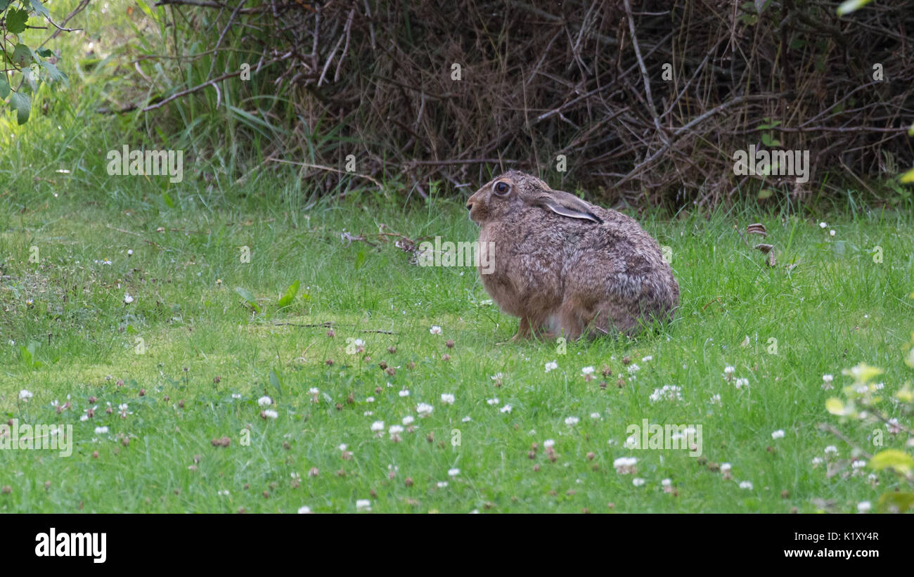 Kaninchen sitzt auf einer wiese Fotos und Bildmaterial in hoher Auflösung Alamy