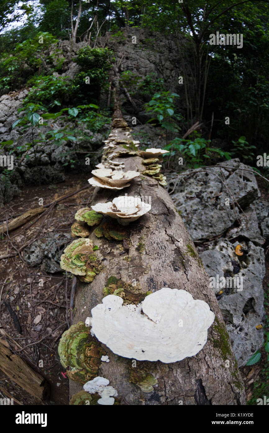 Pilz auf nationaler Park, Pilze, Christmas Island, Australien Stockfoto