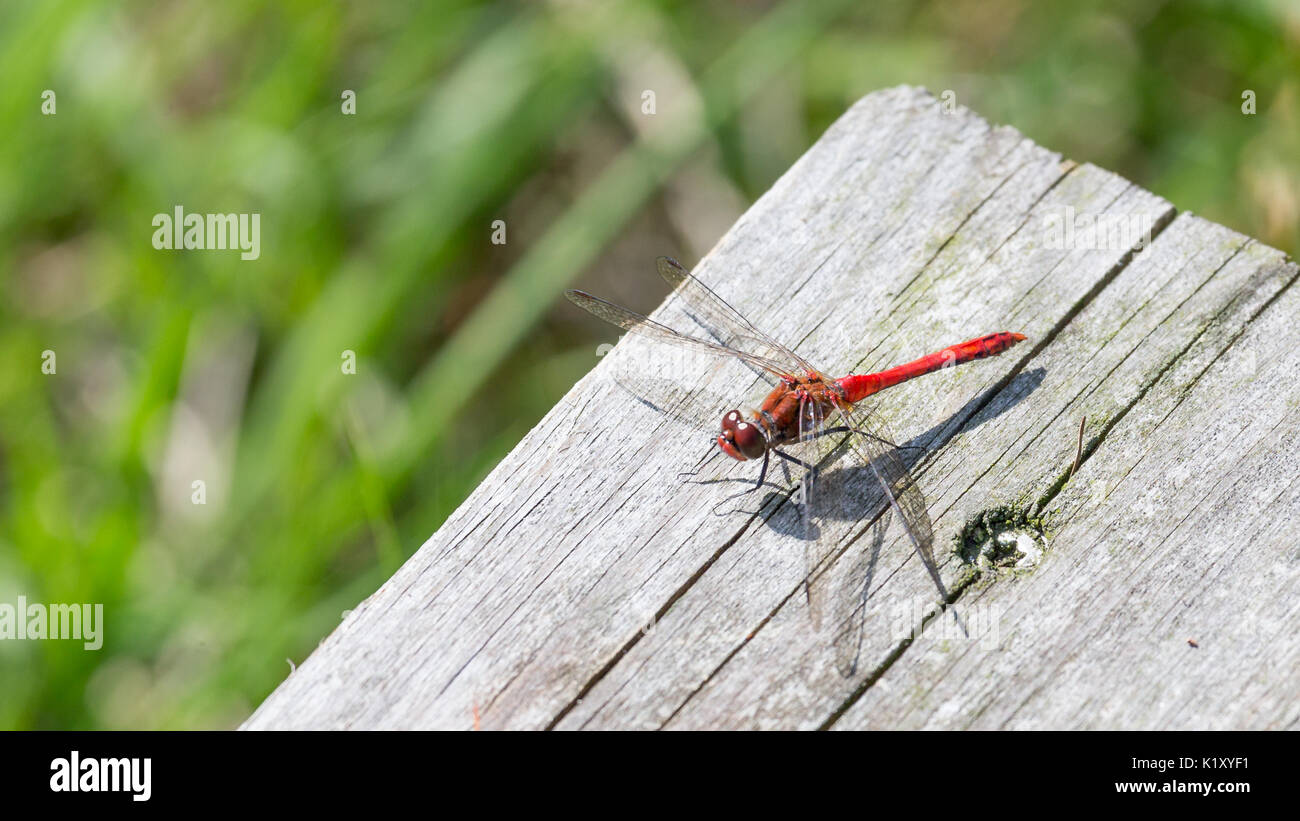 Schöne rote Libelle Sonnenbad auf einem Holzbrett Stockfoto