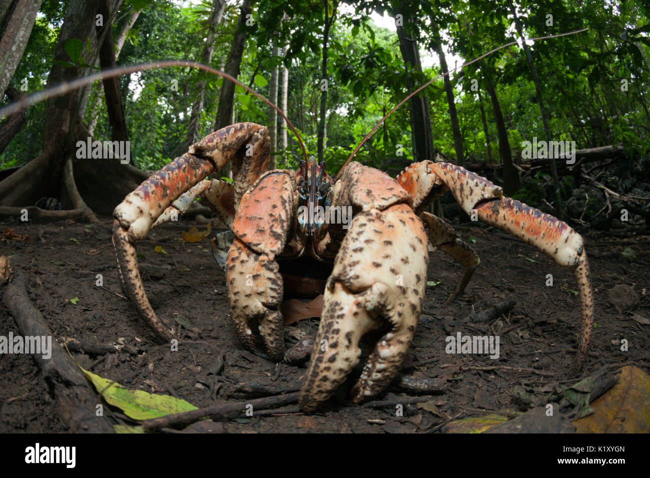 Räuber Krabben, Birgus latro, Christmas Island, Australien Stockfoto
