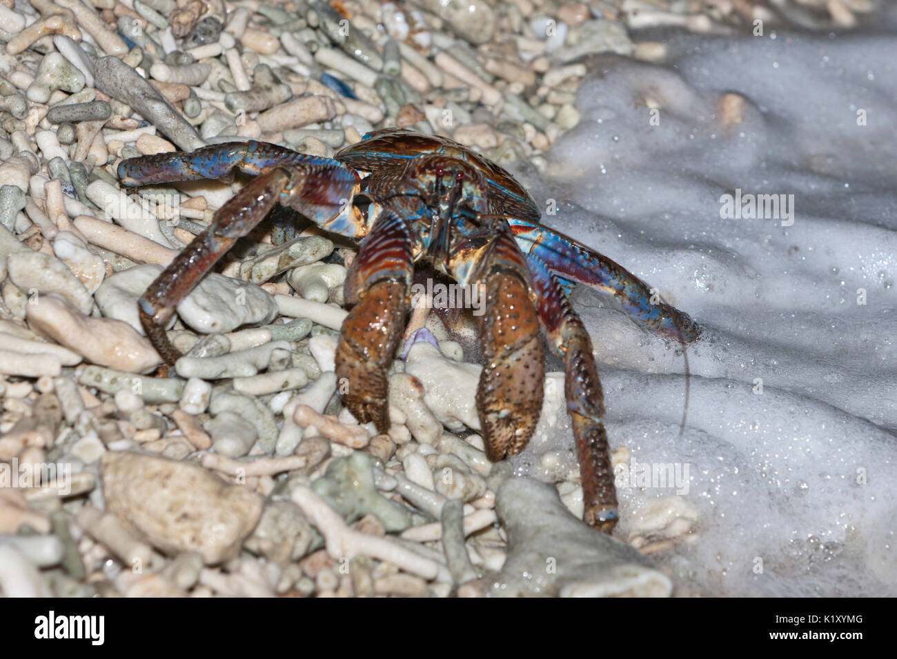 Räuber Crab release Eier in Ozean, Birgus latro, Christmas Island, Australien Stockfoto