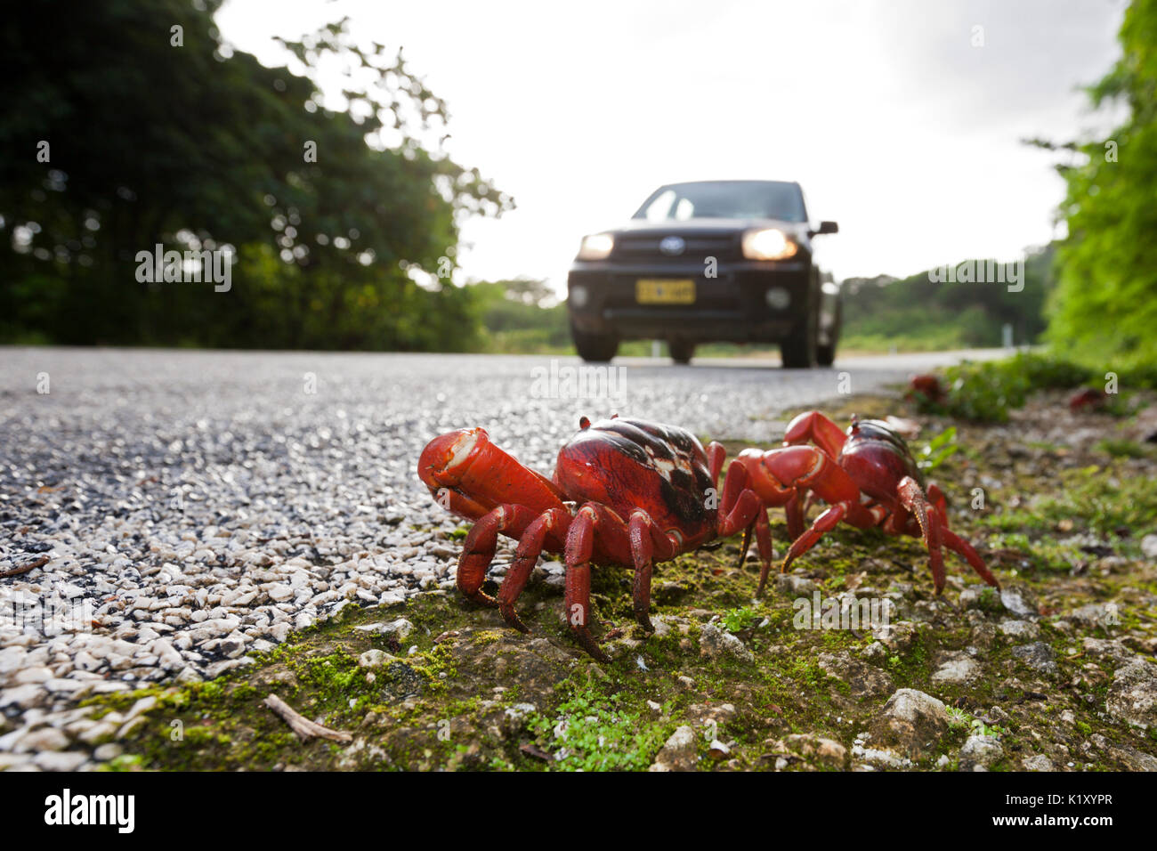 Christmas Island Red Crab kreuze Straße, Gecarcoidea natalis, Christmas Island, Australien Stockfoto