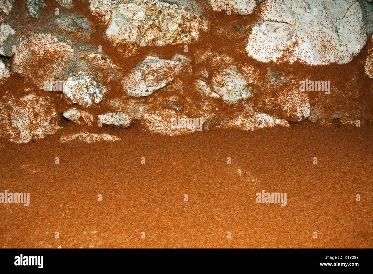 Kinder Krabben wieder an Land, Gecarcoidea natalis, Christmas Island, Australien Stockfoto