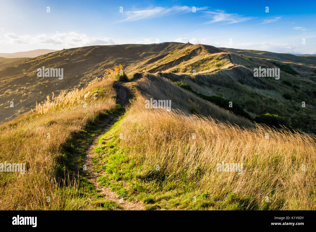 Wanderweg über die Hügel von Castlepoint, Wairarapa, Neuseeland Stockfoto