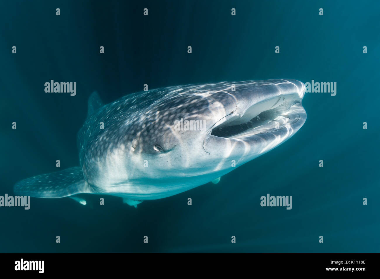 Der Walhai, der Firma IPCON Typus, Christmas Island, Australien Stockfoto