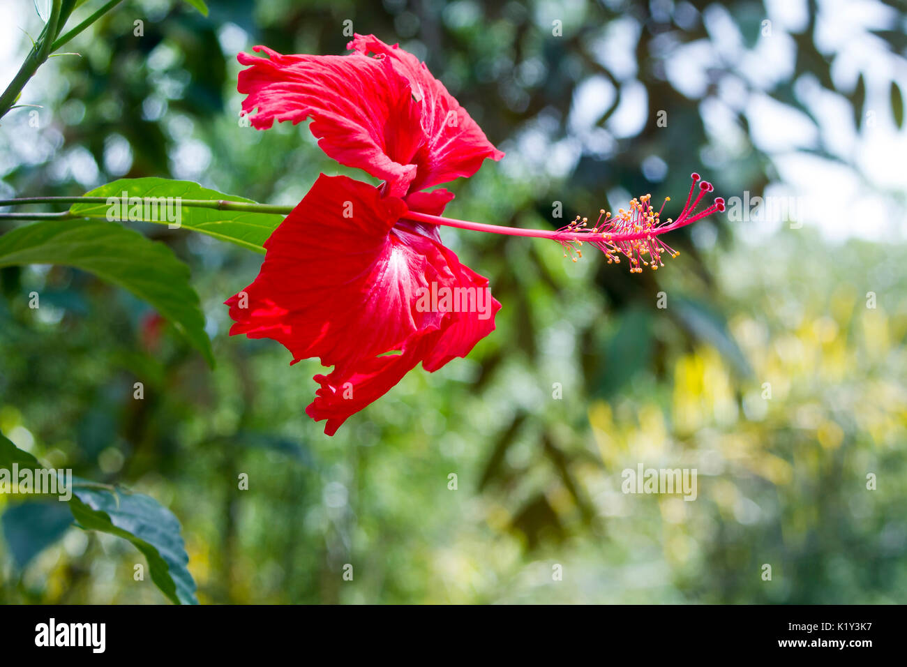 Hibiskus Stockfoto