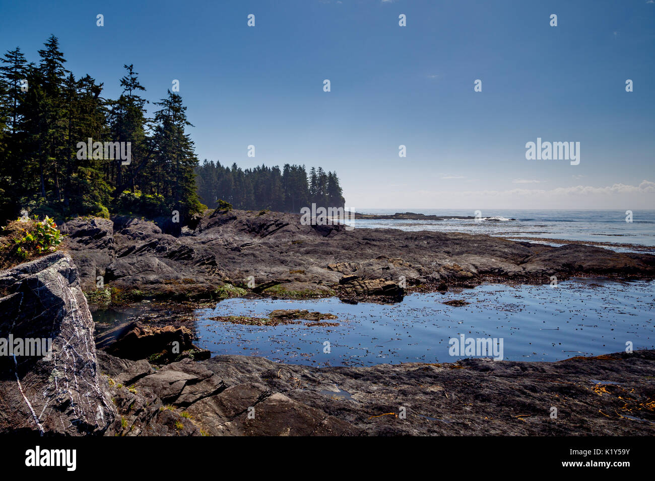 Die Küstenlandschaft am Botanical Beach in der Juan de Fuca Provincial Park in der Nähe von Port Renfrew auf Vancouver Island, British Columbia, Kanada. Stockfoto