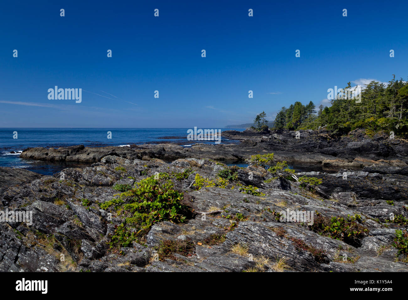 Die Küstenlandschaft am Botanical Beach in der Juan de Fuca Provincial Park in der Nähe von Port Renfrew auf Vancouver Island, British Columbia, Kanada. Stockfoto