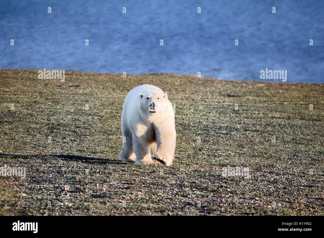 Polar Bear in dunklen und leblos Arktische Wüste. Probleme mit Essen, Bevölkerung von Bären in der Karasee reduzieren. Kommen direkt an der Fotograf Stockfoto