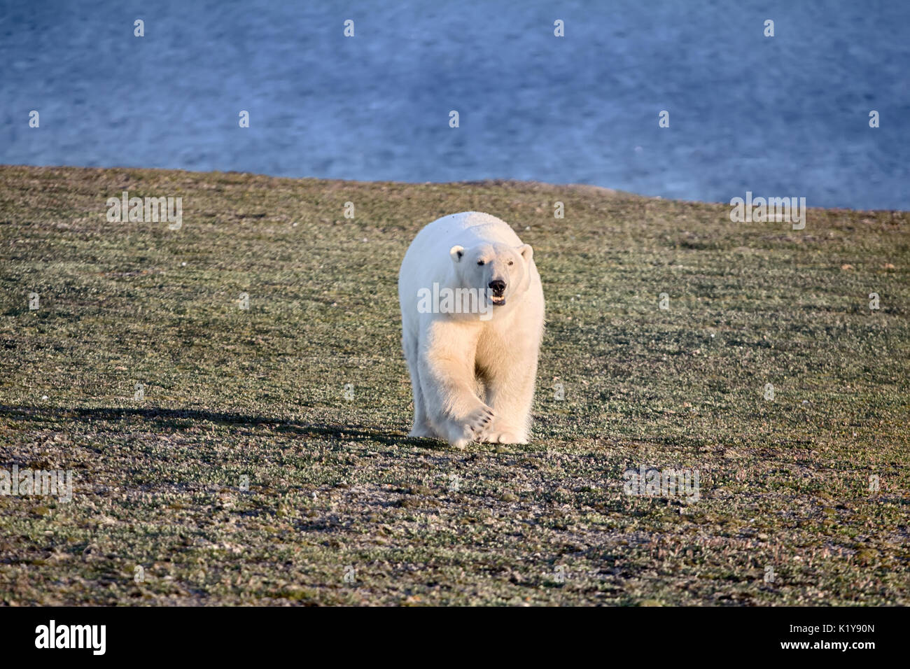 Polar Bear in dunklen und leblos Arktische Wüste. Probleme mit Essen, Bevölkerung von Bären in der Karasee reduzieren. Kommen direkt an der Fotograf Stockfoto