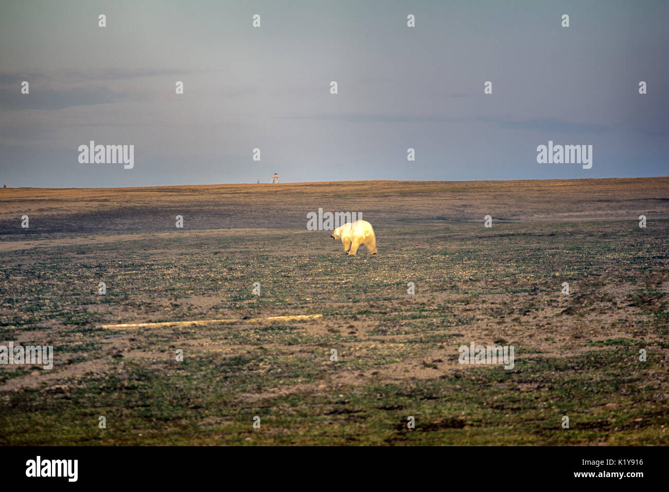 Arktische Landschaft. Polar Bear in dunklen und leblos Arktische Wüste. Probleme mit Essen, Bevölkerung von Bären in der Karasee reduzieren. Stockfoto