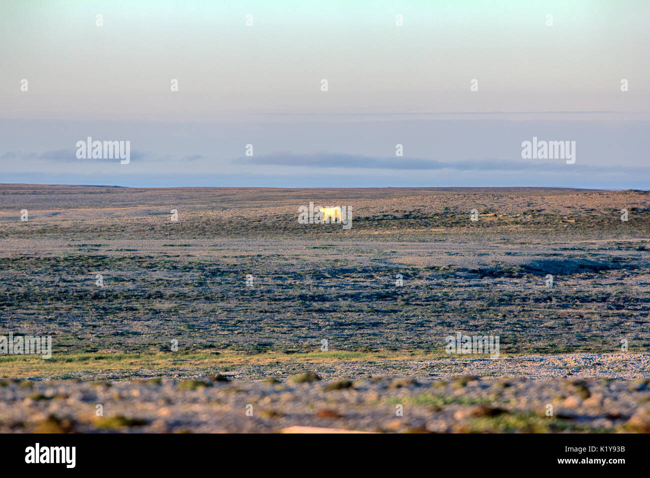 Arktische Landschaft. Polar Bear in dunklen und leblos Arktische Wüste. Probleme mit Essen, Bevölkerung von Bären in der Karasee reduzieren. Stockfoto