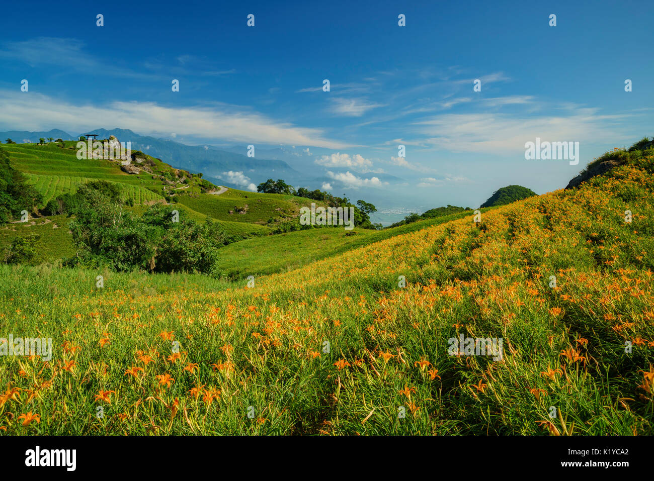Die berühmten und schönen Daylily Blume am 60 Stone Mountain in Hualien, Taiwan Stockfoto